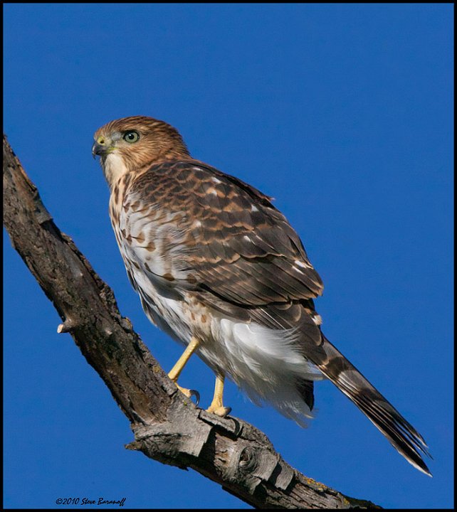 _0SB3723 coopers hawk.jpg